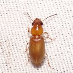 Pogonodaptus mexicanus