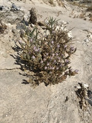 Chloropyron tecopense