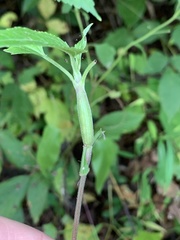 Neolasioptera eupatorii