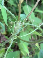 Neolasioptera eupatorii