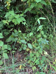 Neolasioptera eupatorii