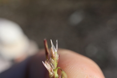 Sporobolus neglectus