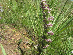 Disperis renibractea