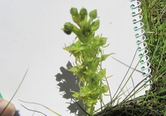 Habenaria lithophila