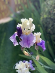Iris