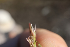 Sporobolus neglectus