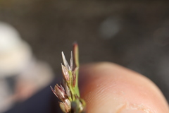 Sporobolus neglectus