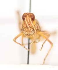 Eupnigodes sierranus