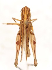 Eupnigodes sierranus