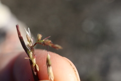 Sporobolus neglectus