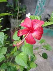 Hibiscus × archeri