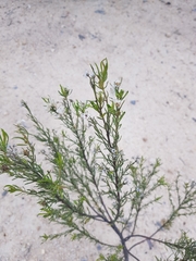 Baccharis linearis
