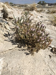 Chloropyron tecopense