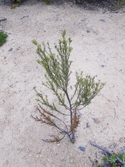 Baccharis linearis