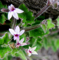 Lobelia ardisiandroides