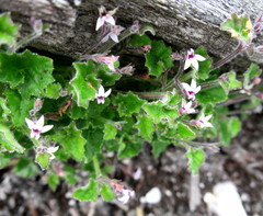 Lobelia ardisiandroides