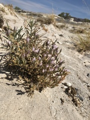 Chloropyron tecopense