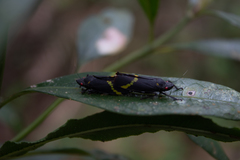 Cicciana obliqua