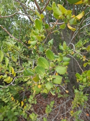 Azara integrifolia