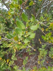 Azara integrifolia
