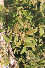 Nothofagus alpina