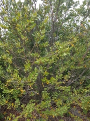 Azara integrifolia