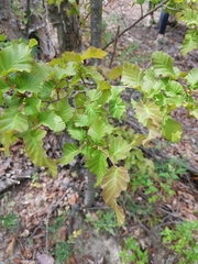 Nothofagus glauca