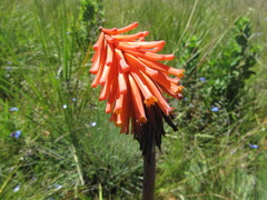 Kniphofia galpinii