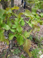 Nothofagus glauca