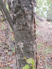 Nothofagus glauca