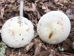 Amanita elliptosperma