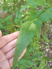 Aristeguietia salvia