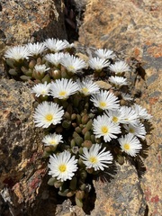 Delosperma esterhuyseniae