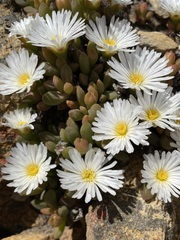 Delosperma esterhuyseniae