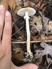 Amanita elliptosperma