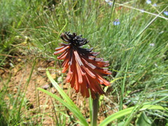 Kniphofia galpinii