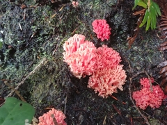 Ramaria araiospora