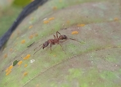 Ectatomma ruidum