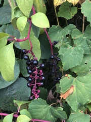 Phytolacca americana