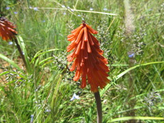 Kniphofia galpinii