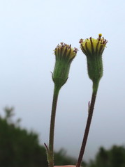 Senecio hastatus