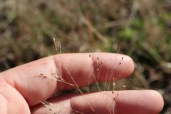 Panicum philadelphicum philadelphicum