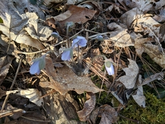 Hepatica