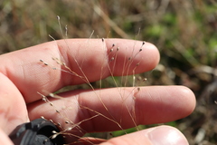 Panicum philadelphicum philadelphicum