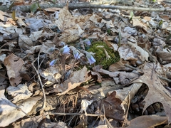 Hepatica