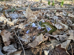 Hepatica