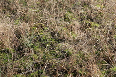 Panicum philadelphicum philadelphicum