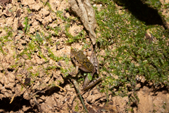 Ischnocnema henselii