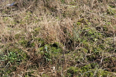 Panicum philadelphicum philadelphicum