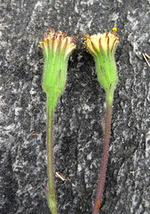 Senecio hastatus